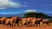 Amboselis store elefantflokke - med Kilimanjaro som tilskuer