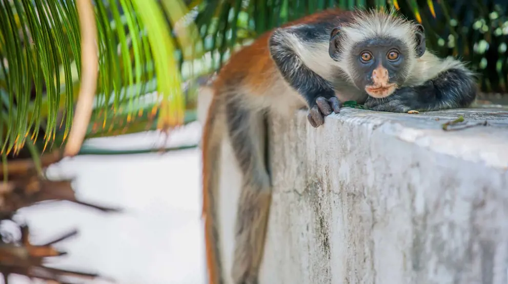 På Zanzibar finder I bl.a. den sjældne Colobus-abe