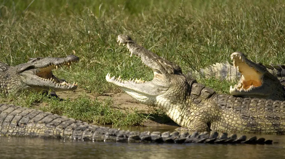 Krokodiller ved Nilens bred på safari i Uganda