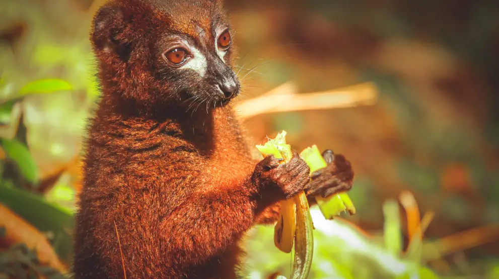 En lille brun lemur - Rejser til Madagaskar