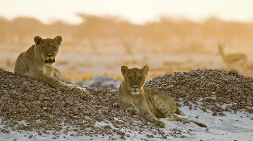 Løver i Makgadikgadi