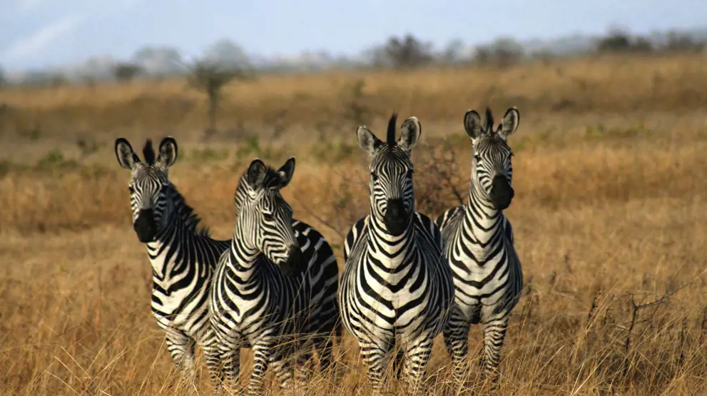 Tag på safari og se smukke zebraer på din Afrika-rejse