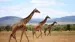 Oplev giraffer i Naboisho Conservancy 