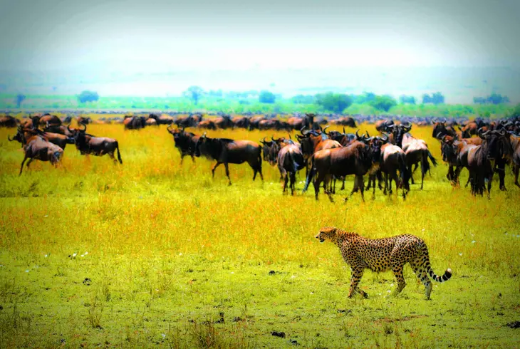 Geparden er savannens hurtigste dyr