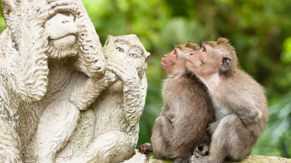 Ubud Monkey Forest er en populær attraktion, som de fleste besøger, når de rejser til Bali