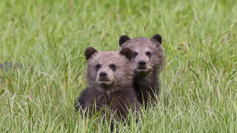 På en rundrejse i Canada er I måske heldige nok til at se bjørne