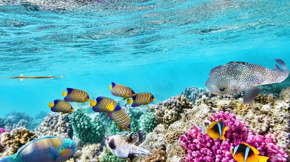 Tag på en tur til Great Barrier Reef fra Cairns