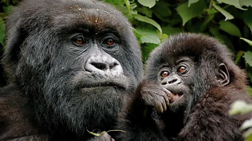 Gorillaer spottet på safari i Uganda