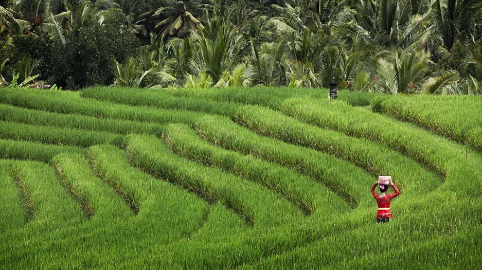 De berømte rismarker er et must at opleve på ferien til Bali