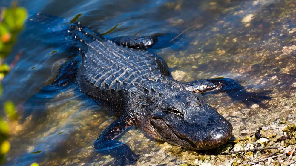 Oplev alligatorer i Everglades National Park