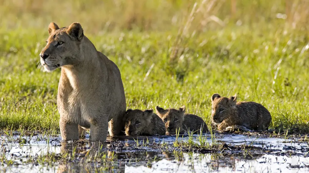 Løver - Safari i Botswana