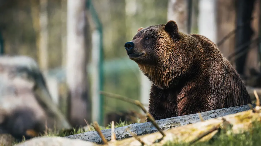 Grizzlybjørnen er et af mange dyr, man kan møde på sin rejse til Canada
