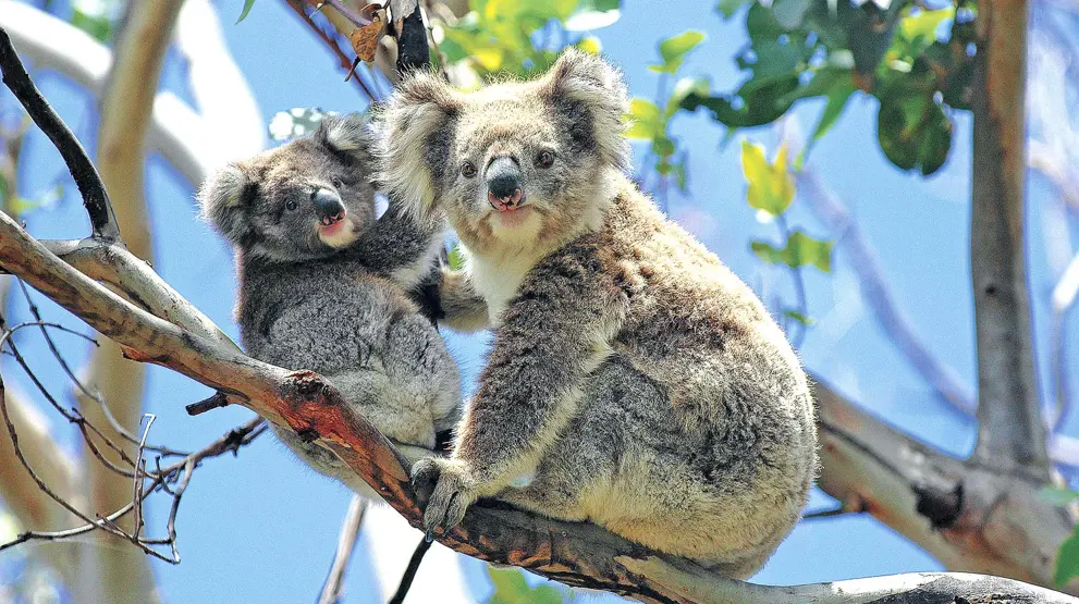 Koalaerne kan opleves tæt på i Australien