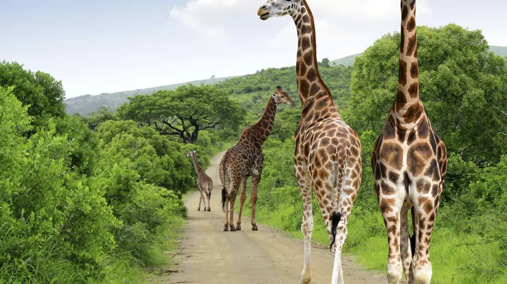 Tag på safari i Kruger-parken på din rejse til Sydafrika