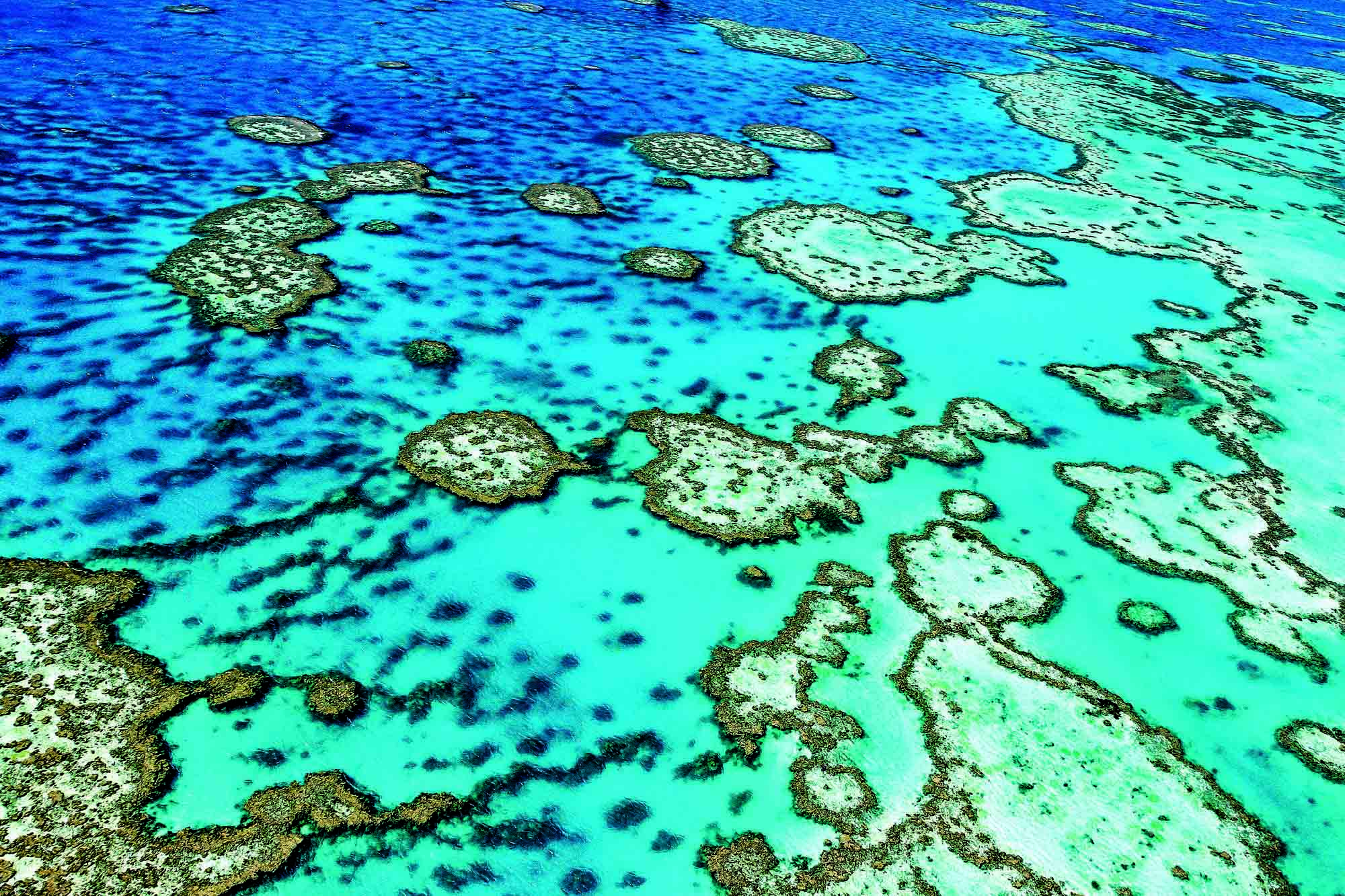 Rejser til Great Barrier Reef