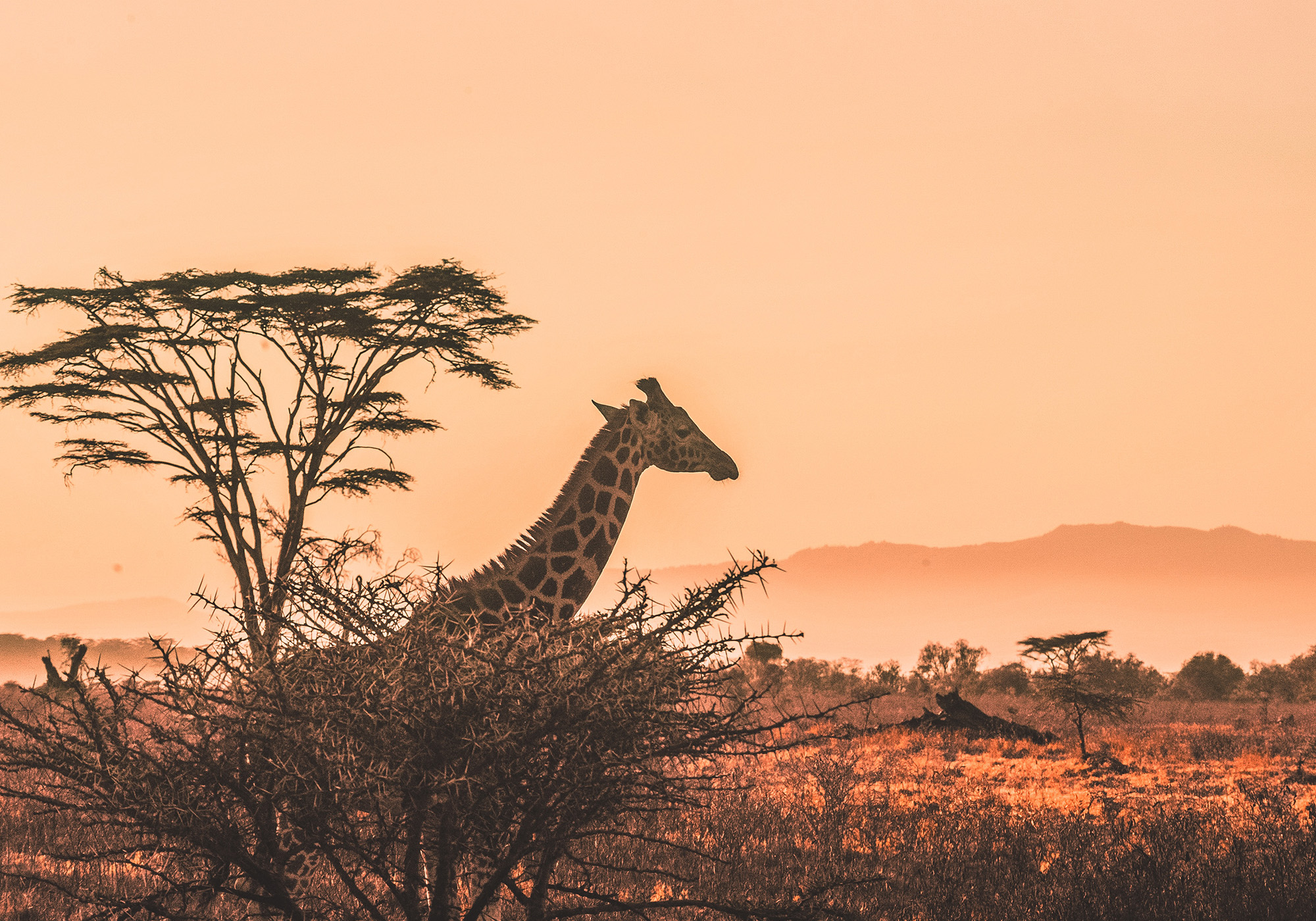 Kom helt tæt på dyrene med uforglemmelige game drives