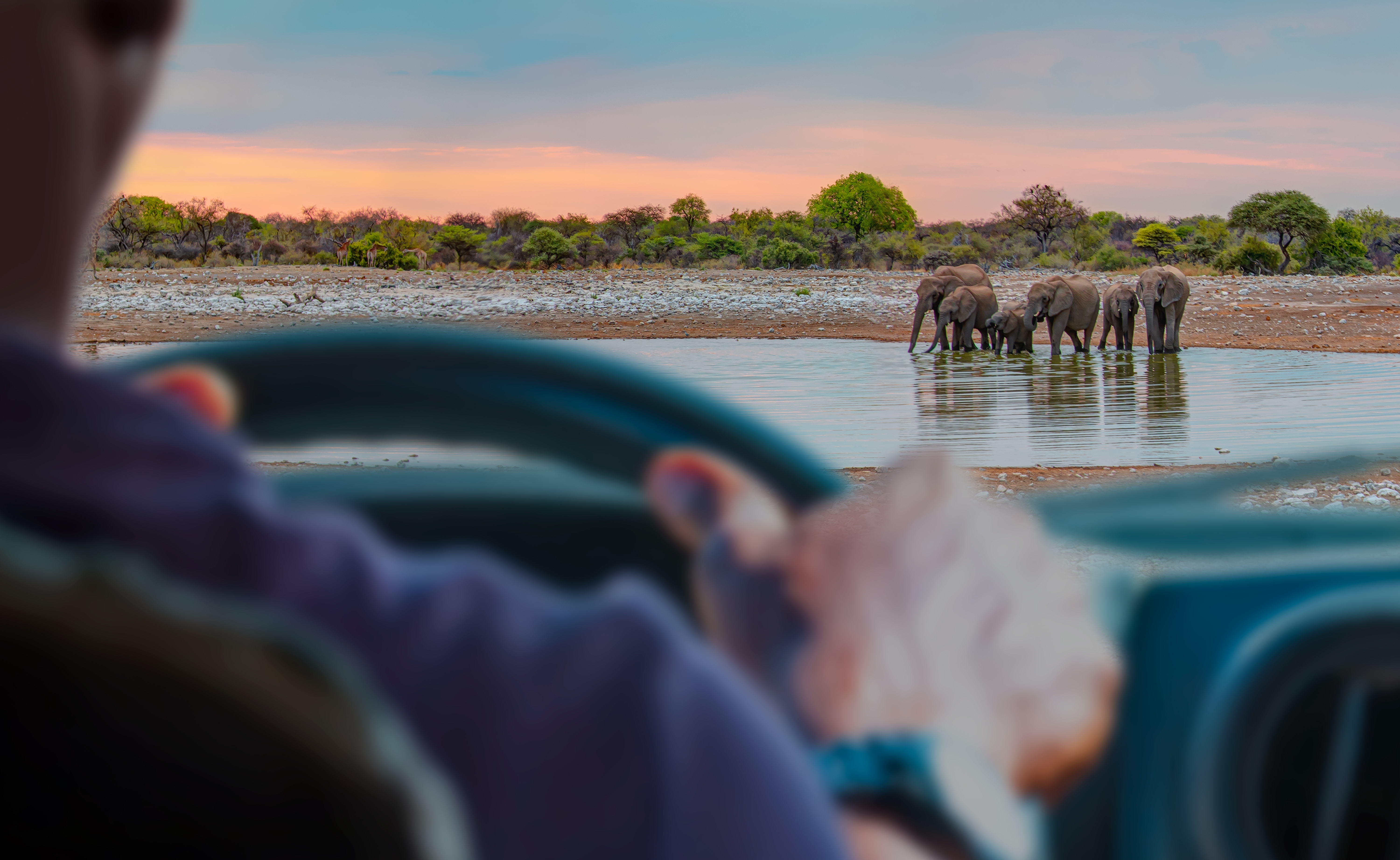 På kør selv safari i Etosha National Park kan I observere dyrelivet i eget tempo