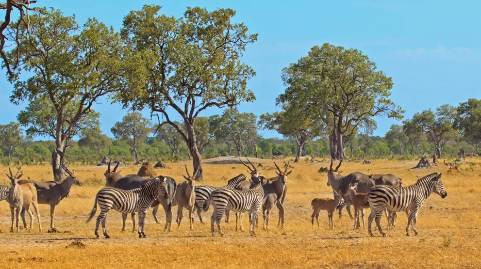 Hwange National Park