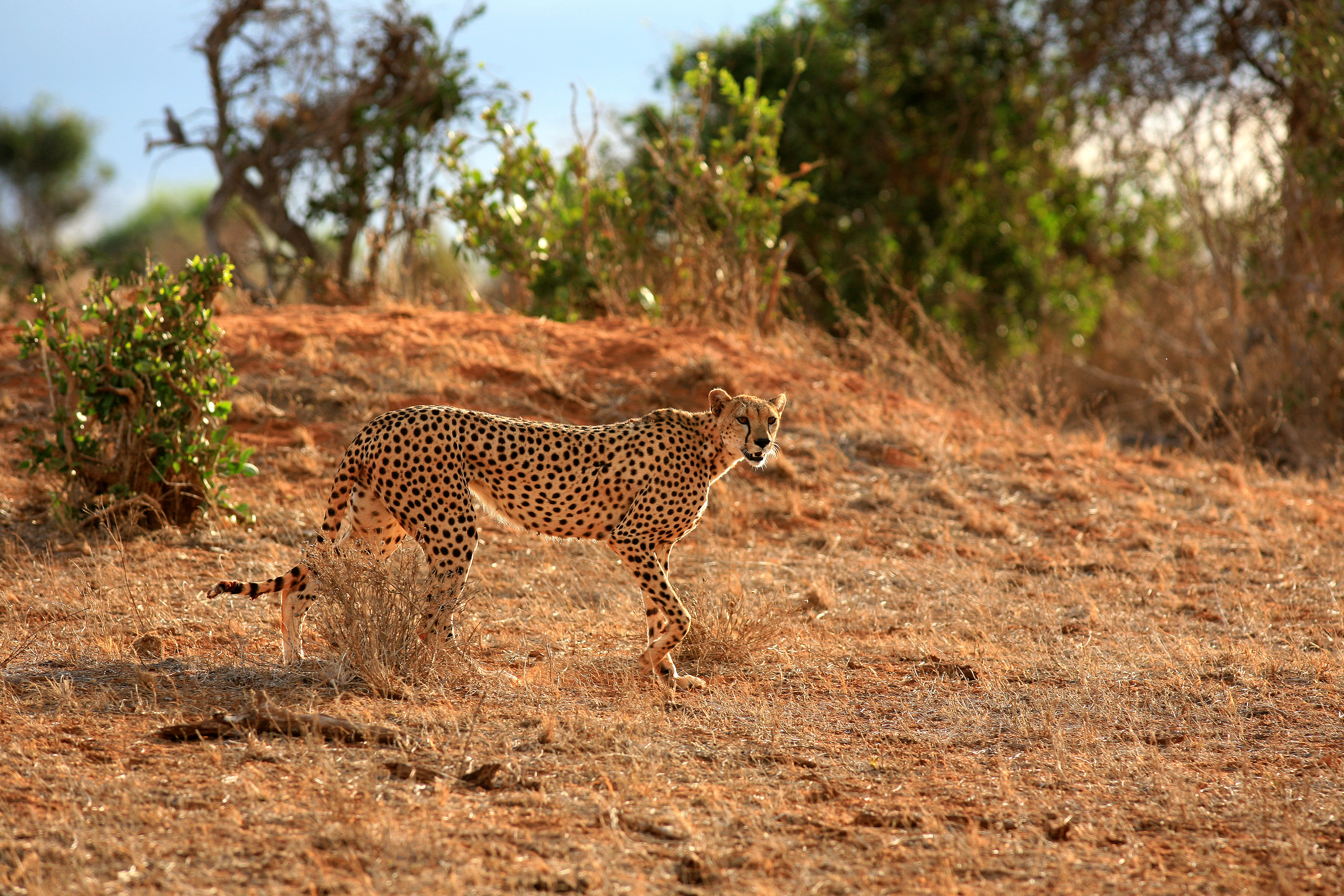 Mangfoldigt dyreliv på savannen i Tsavo i Kenya