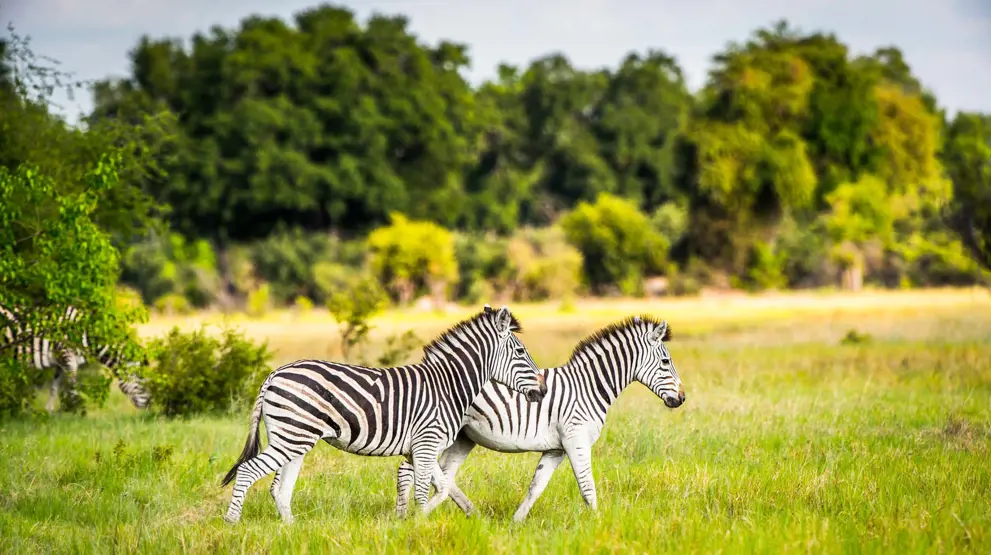 Zebraer - Rejser til Botswana
