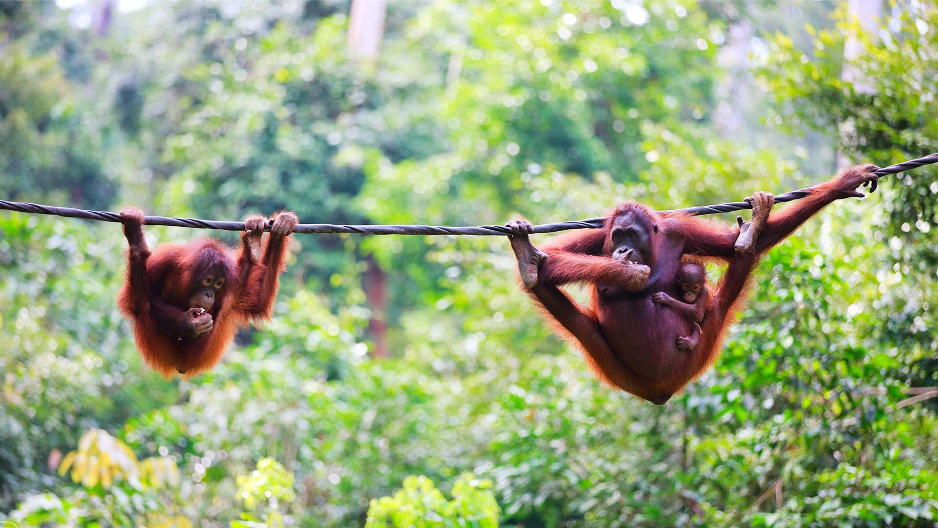 Se orangutanger og vild natur på dit krydstogt i Malaysia