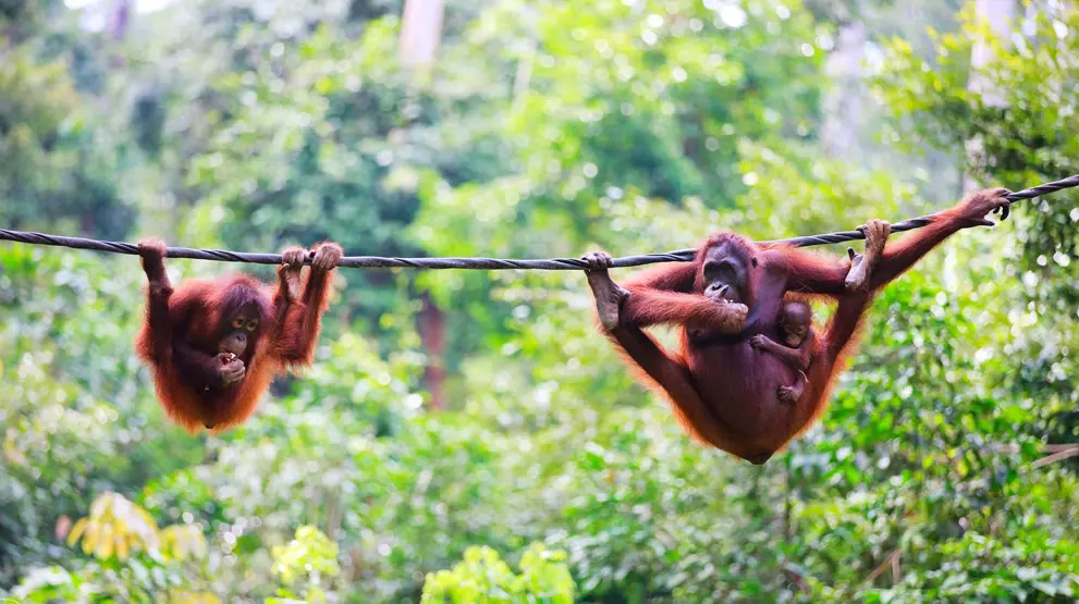Se orangutanger og vild natur på dit krydstogt i Malaysia