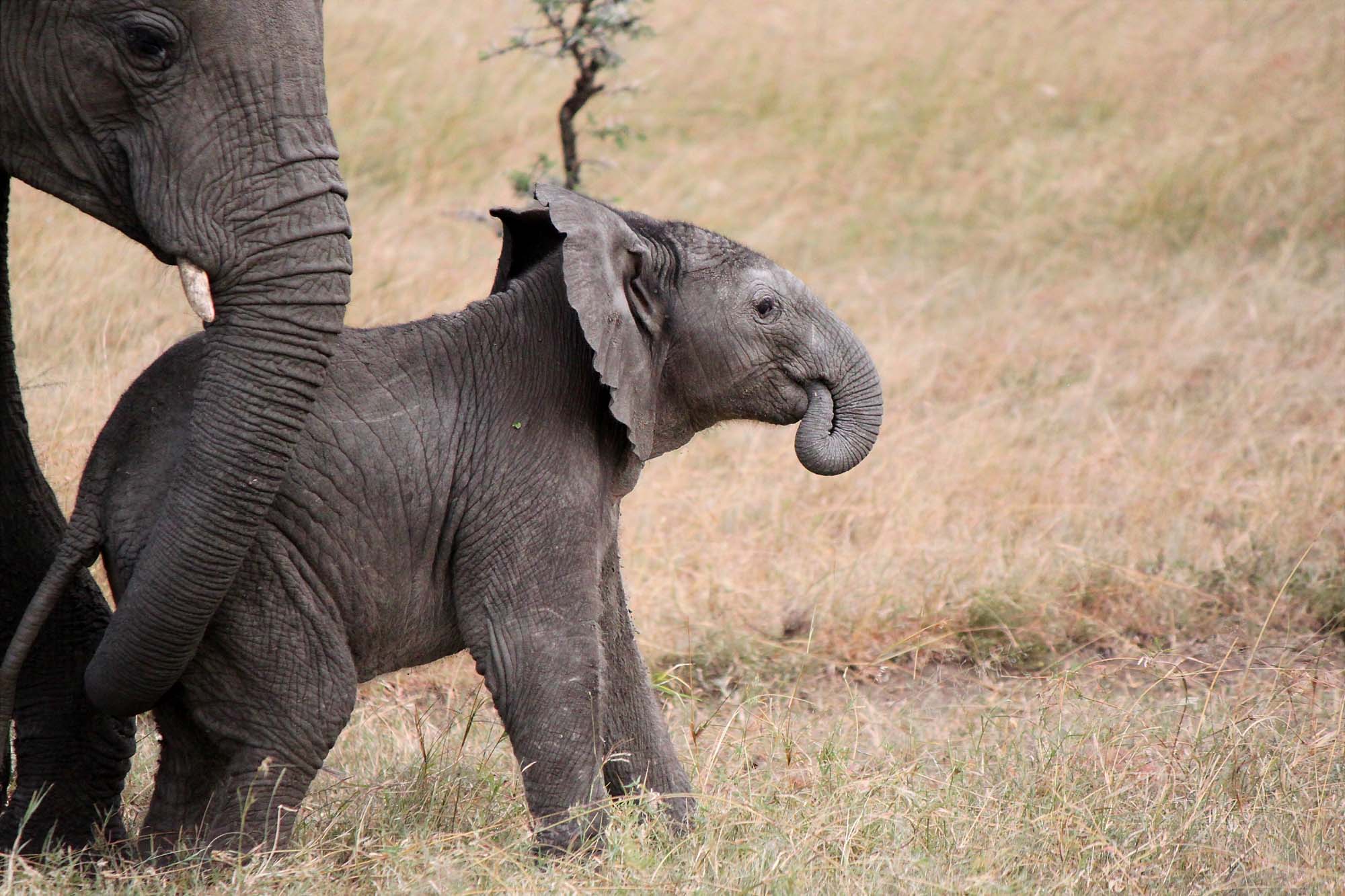 Se elefanter i David Sheldrick Wildlife Trust på din rejse til Nairobi.
