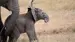 Elefantunge der lærer at gå