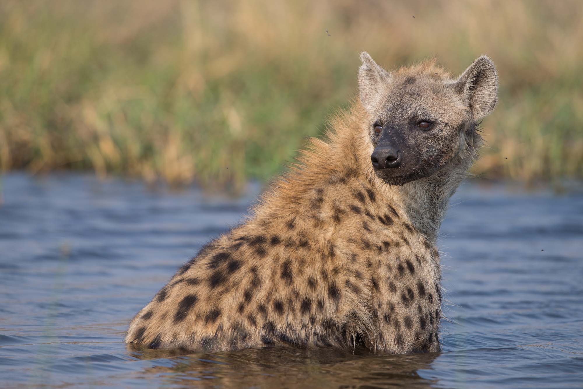 Botswana har et rigt dyreliv, blandt andet den sjældne brune hyæne.