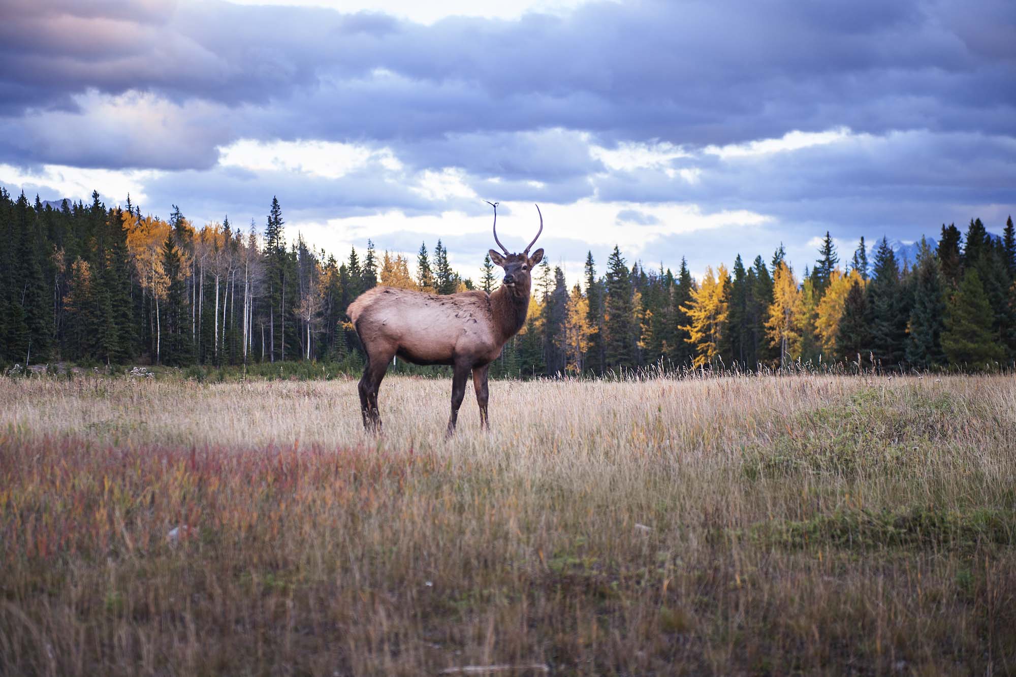 På rejser til Banff National Park kan du komme tæt på dyrelivet, se parkens elsdyr og hjorte.