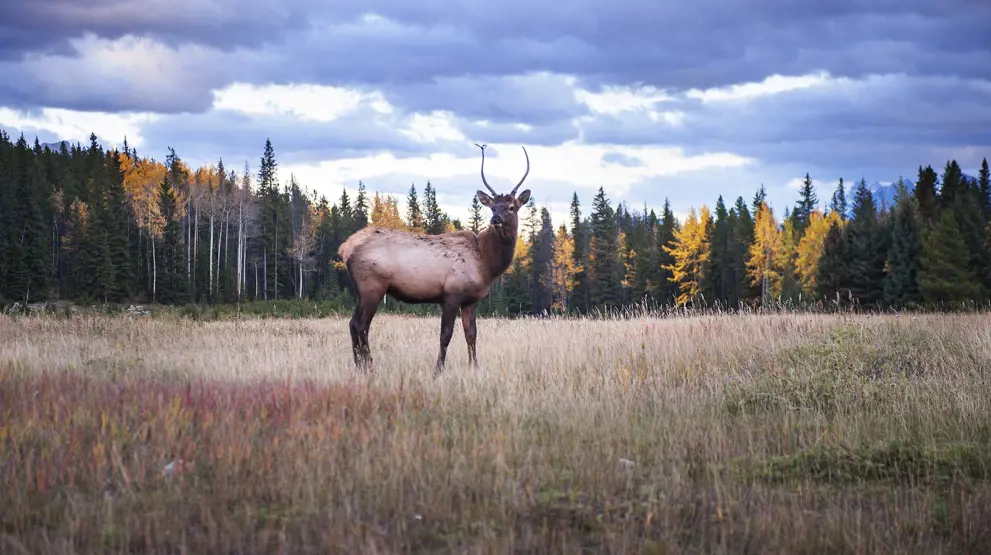 På rejser til Banff National Park kan du komme tæt på dyrelivet, se parkens elsdyr og hjorte.