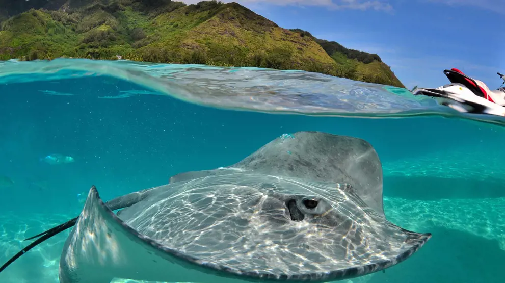 Kom på "snorkelsafari" med hajer og rokker