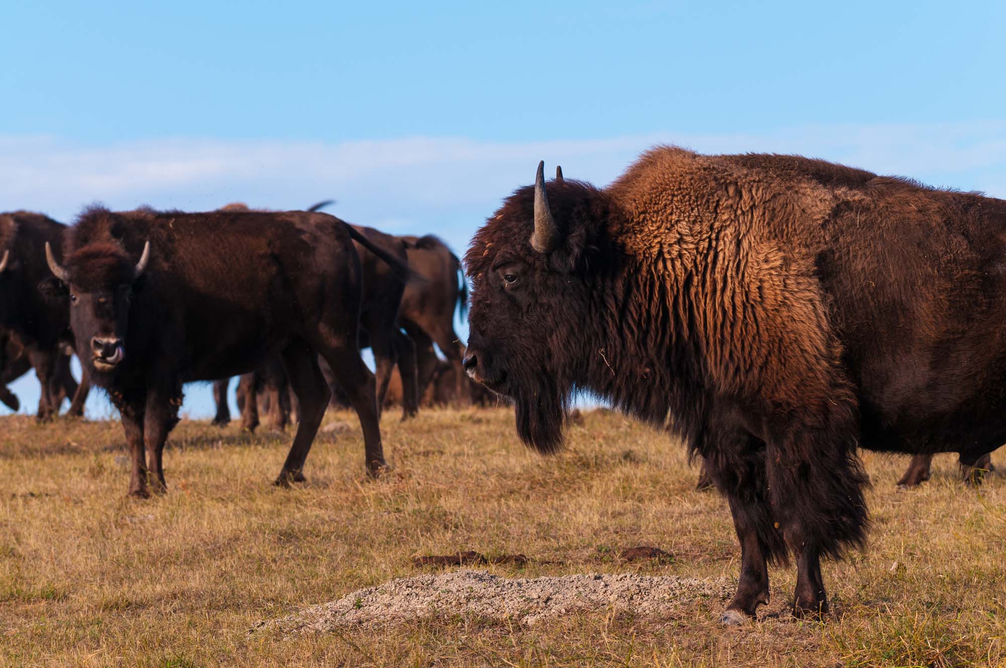 usa-south-dakota-badlands-national-park-american-buffalo-shutterstock-327798299