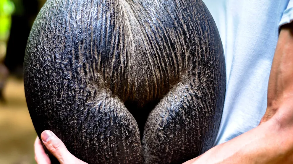 Coco de Mer på Seychellerne i Det Indiske Ocean