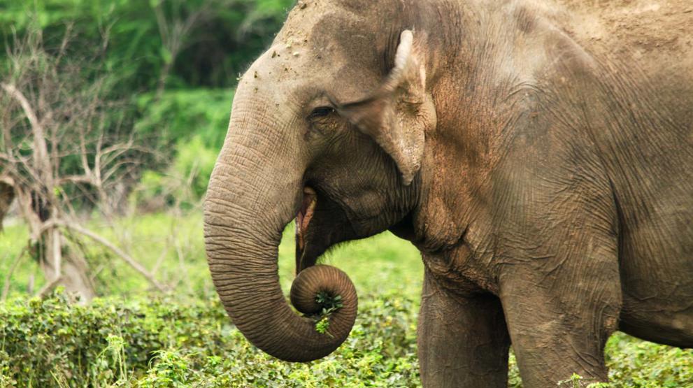 På en rejse til Sri Lanka kan I opleve elefanter - Rejser til Sri Lanka