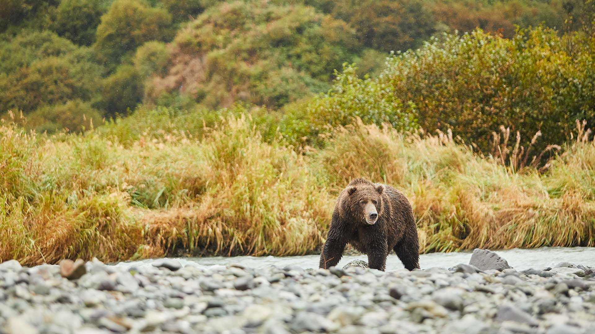 Se om I kan spotte bjørne i Kodiak