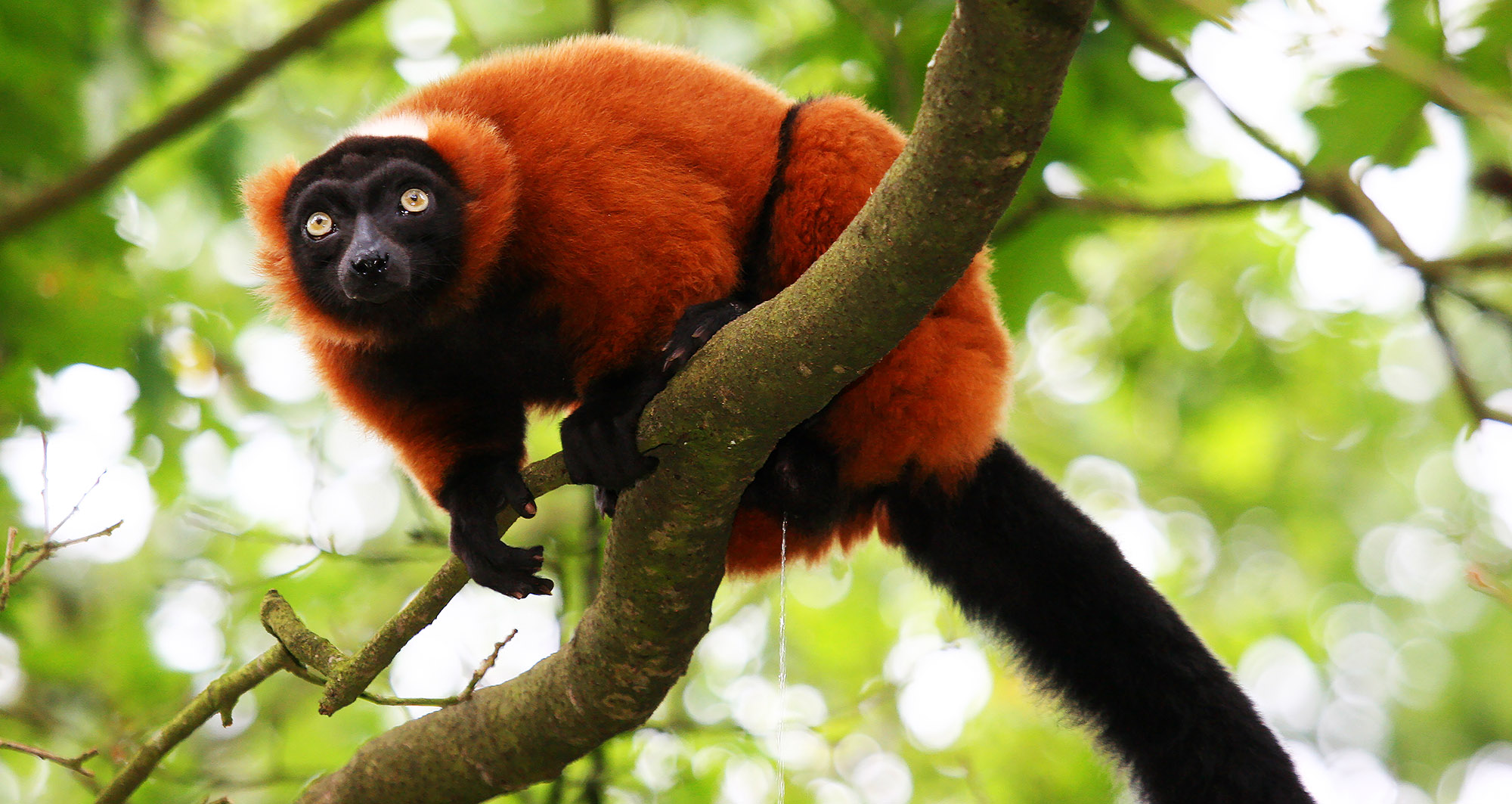 Sjældne lemurer på Madagaskar