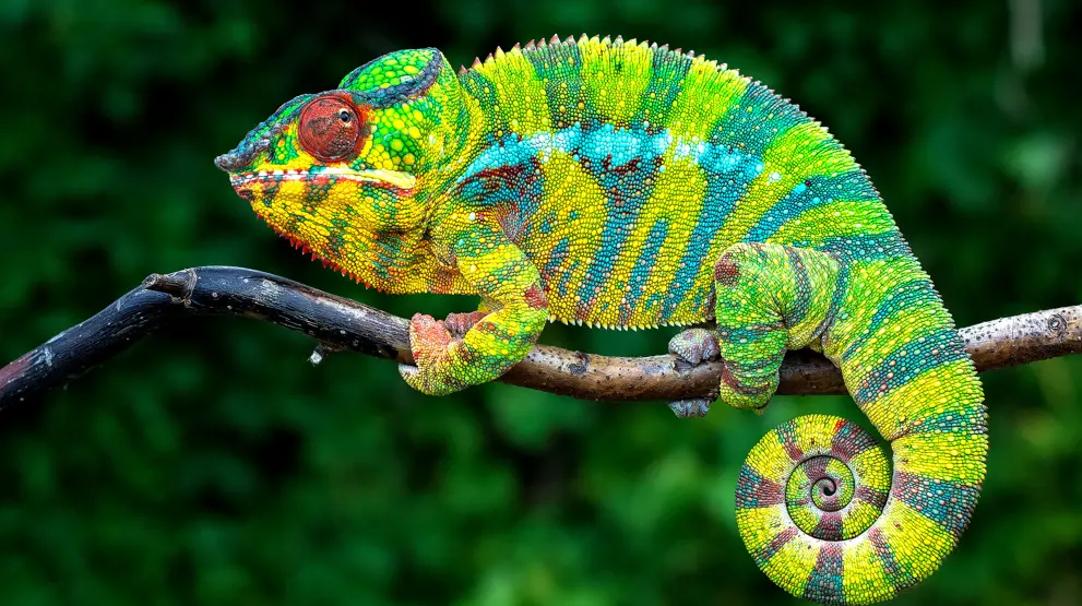 Den endemiske panterkamæleon i Madagaskar.