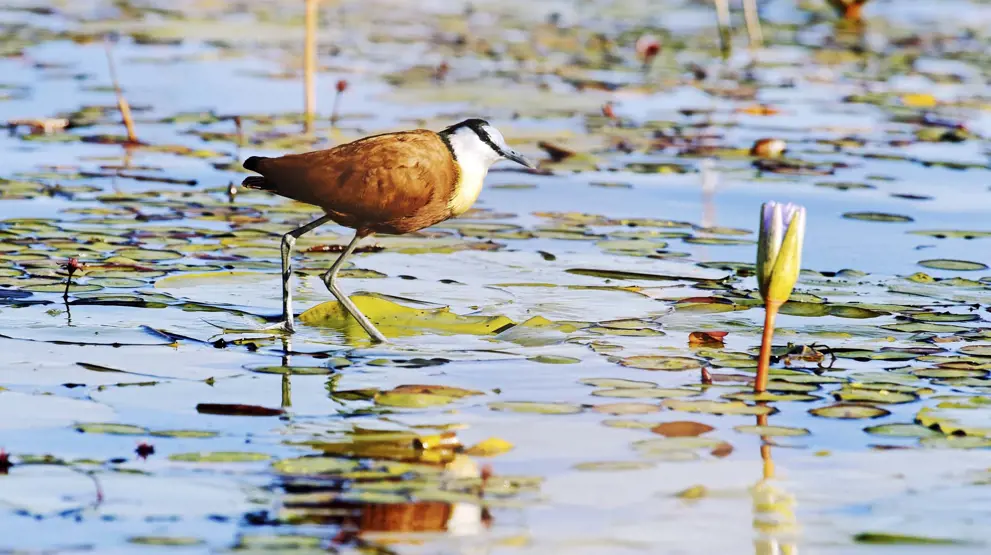 Fuglelivet er rigt i Okavangodeltaet