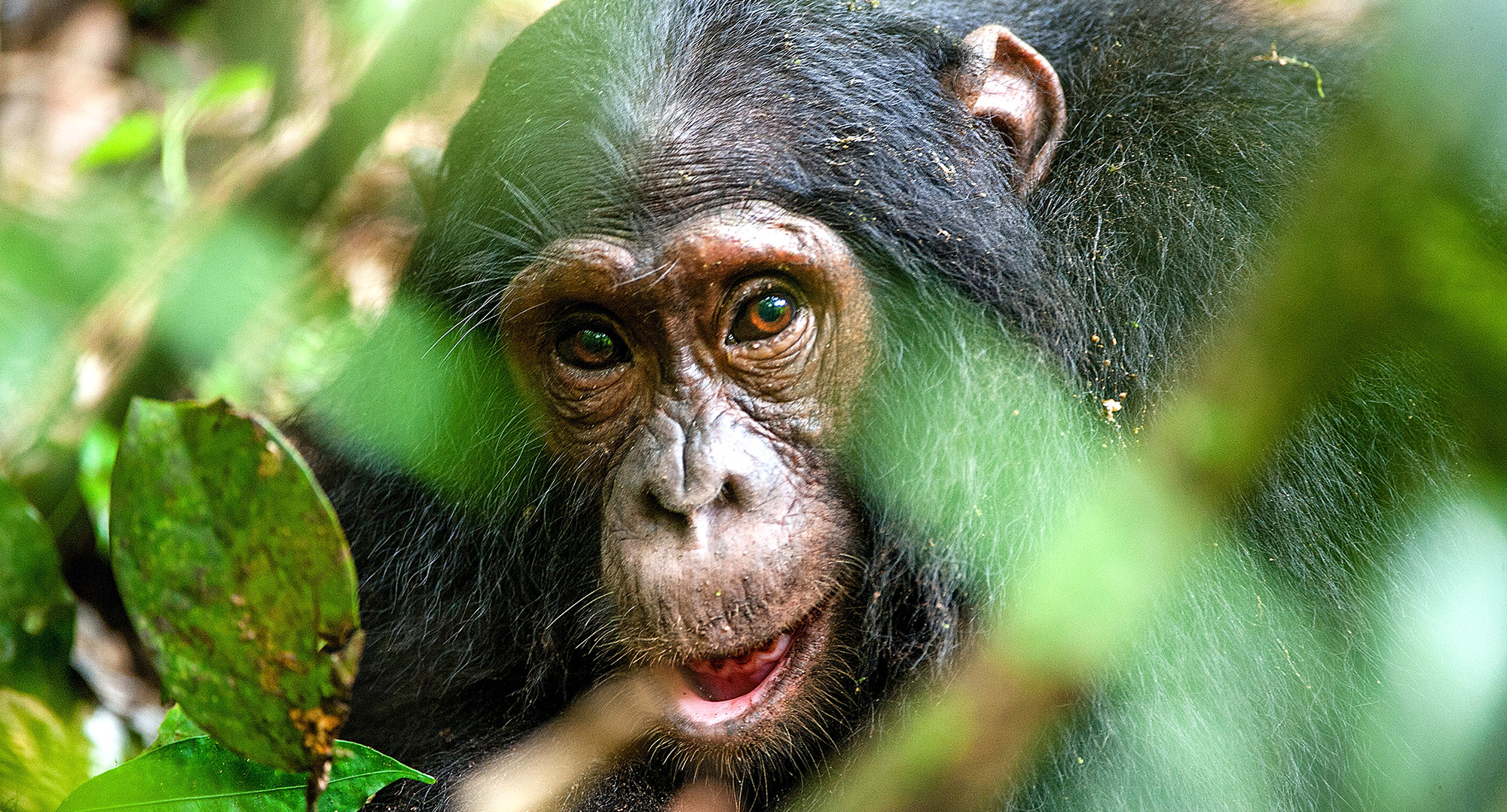 En chimpanse i Kibale Forest National Park.