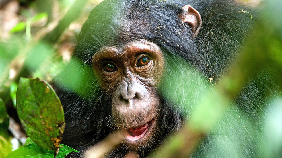 Chimpanse spottet på safari i Uganda