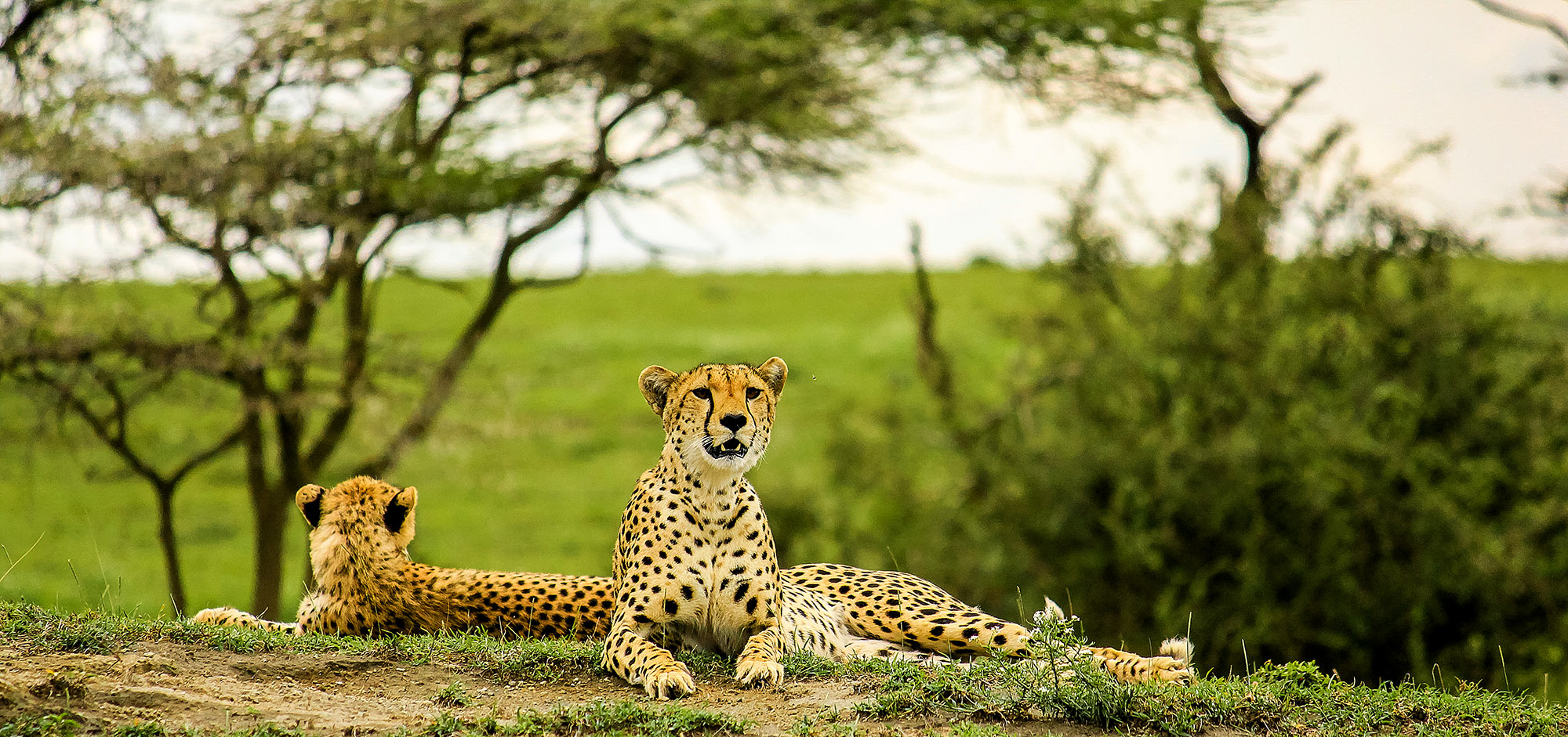 Vær heldig at se geparder eller andre af rovdyrene i Tarangire National Park.