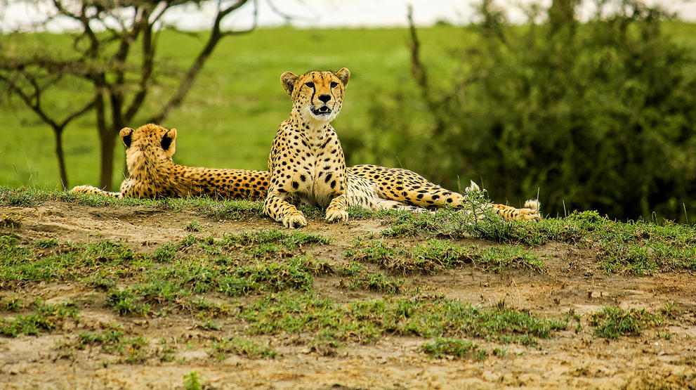 Mød dyrene på savannen i Afrika - Rejser til Afrika
