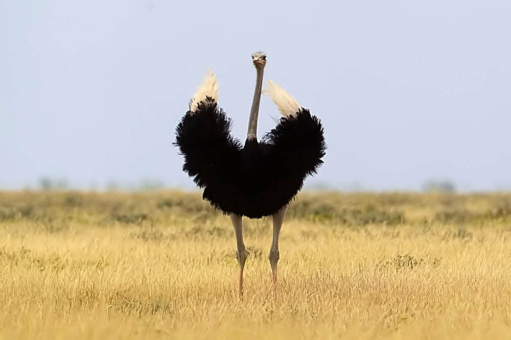 Safari i Namibia | Struds i Etosha National Park