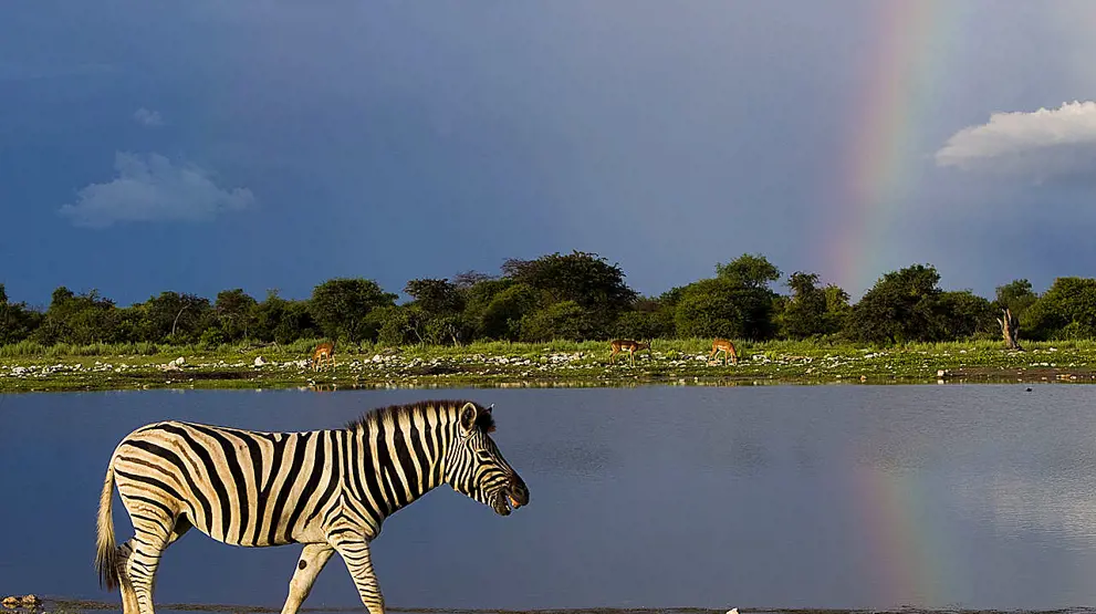Zebra i Etosha National Park