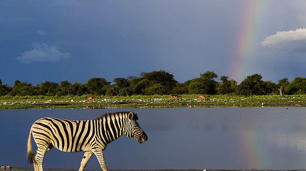 Zebra i Etosha National Park