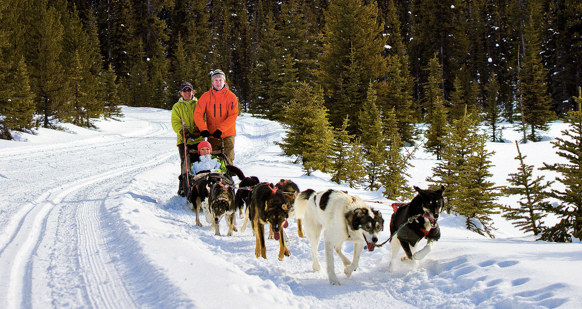 En populær aktivitet er hundeslædekørsel | Foto: Banff & Lake Louise Tourism / Paul Zizka