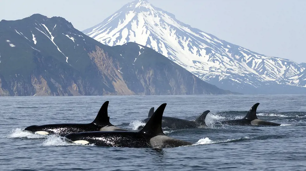 Oplev spækhuggere på en sejltur fra Vancouver Island - Rejser til Vancouver Island