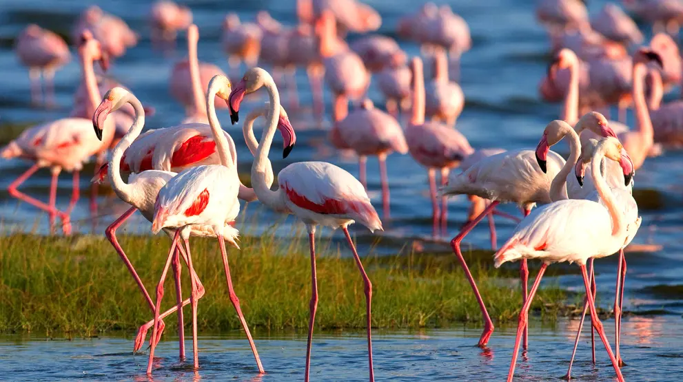 Flamingoer i Lake Nakuru
