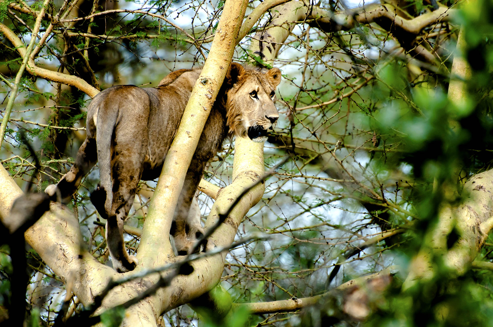 Løve ved Lake Nakuru